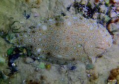 Synapturichthys kleinii