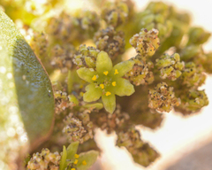 Dioscorea fastigiata