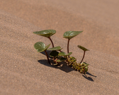 Dioscorea fastigiata