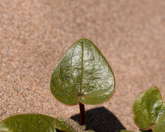 Dioscorea fastigiata