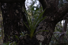 Cymbidium