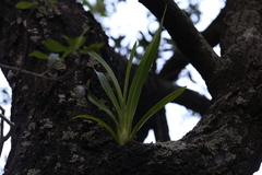 Cymbidium