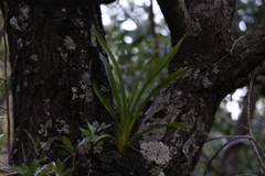 Cymbidium