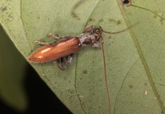 Ceresium zeylanicum