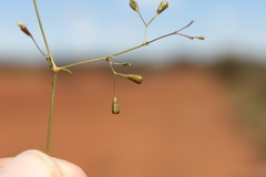 Boerhavia dominii