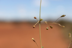 Boerhavia dominii