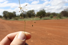 Boerhavia dominii