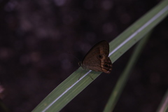 Hypocysta irius