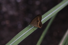 Hypocysta irius