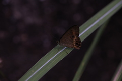 Hypocysta irius