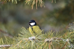 Parus major