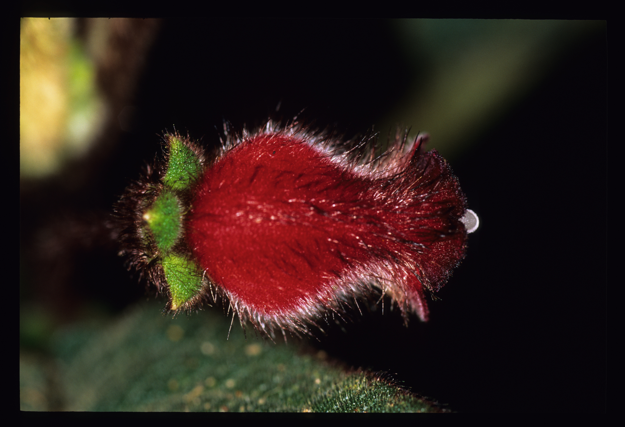 Pearcea purpurea