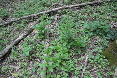 Cynoglossum germanicum