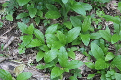 Cynoglossum germanicum