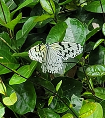 Idea leuconoe riukiuensis