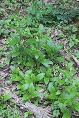 Cynoglossum germanicum