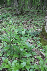 Cynoglossum germanicum