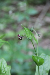 Cynoglossum germanicum