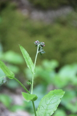 Cynoglossum germanicum