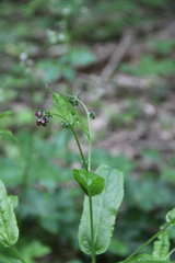 Cynoglossum germanicum