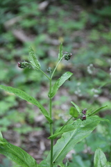 Cynoglossum germanicum