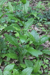Cynoglossum germanicum