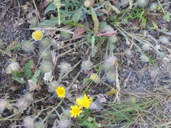 Leontodon longirostris