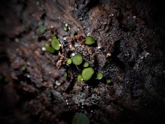 Chlorencoelia versiformis