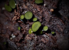 Chlorencoelia versiformis