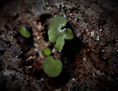 Chlorencoelia versiformis