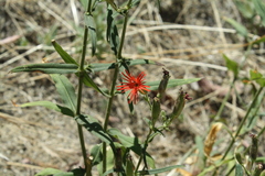 Silene laciniata laciniata