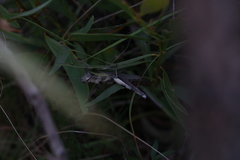 Austracris basalis