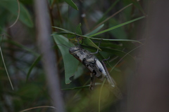 Austracris basalis