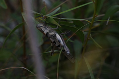 Austracris basalis