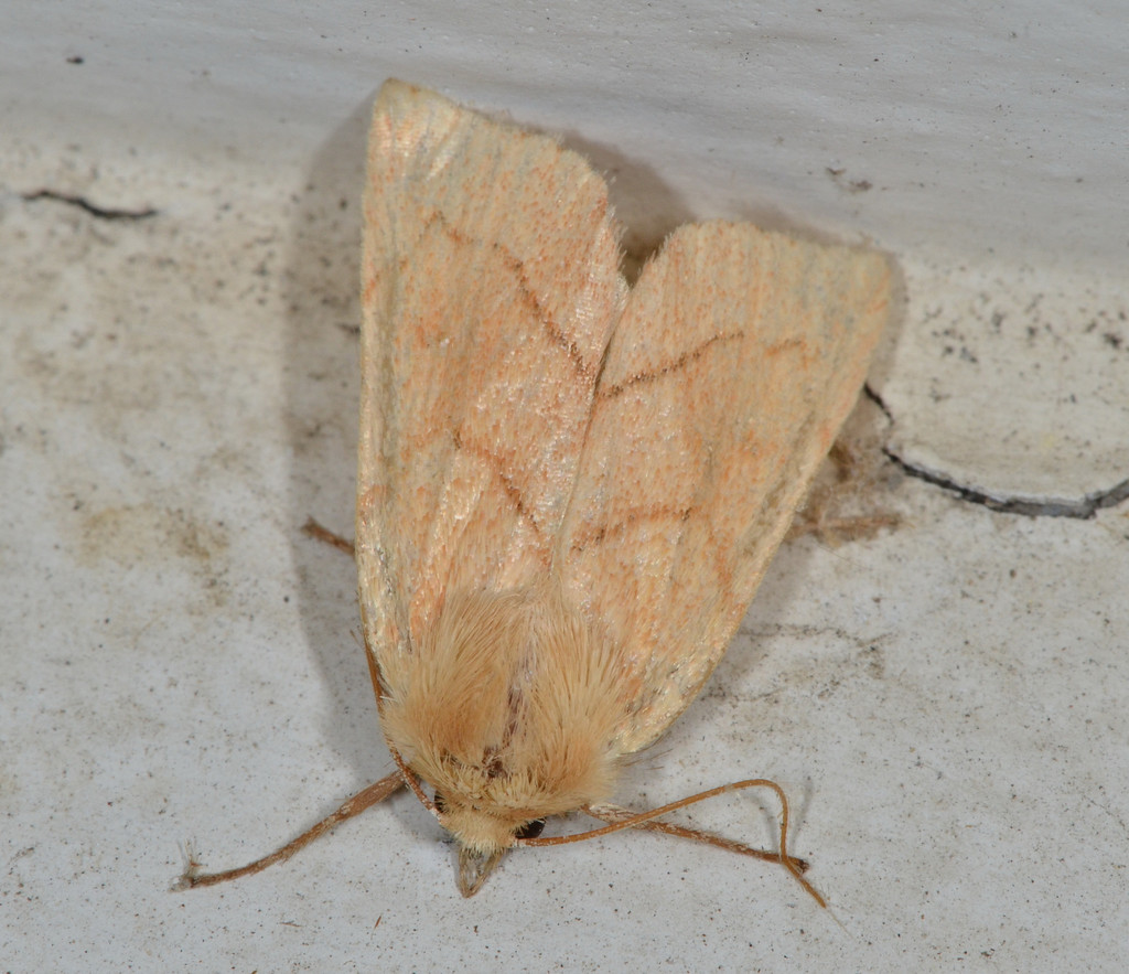 Zosteropoda