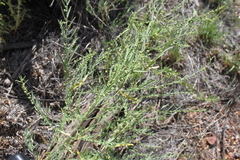 Phyllanthus lacerosus