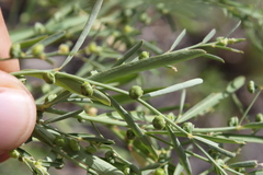 Phyllanthus lacerosus