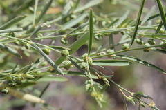 Phyllanthus lacerosus