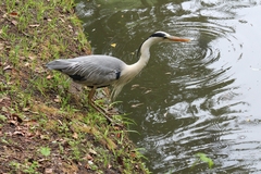 Ardea cinerea