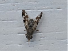 Tephritis vespertina