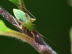 Adelphocoris quadripunctatus
