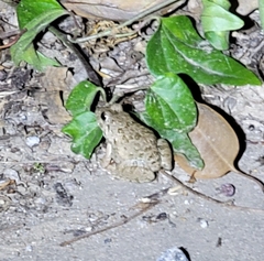 Fejervarya multistriata