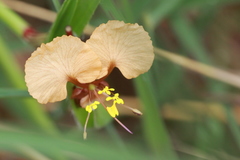 Commelina reptans