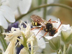 Nomada fulvicornis