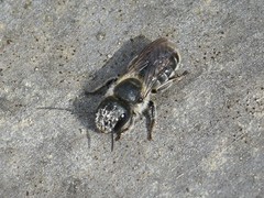 Osmia caerulescens