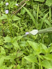 Leptosia