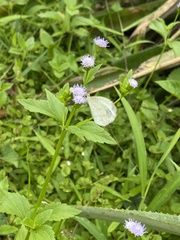Leptosia