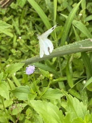 Leptosia