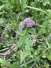Valeriana officinalis