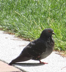 Columba livia